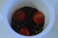 チューリップの球根の植え方