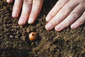 球根を植える