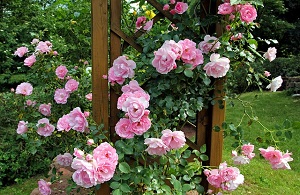 四季咲きバラの手入れ 夏の剪定方法 植物の栽培のはてな