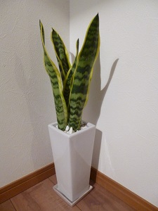 サンスベリア 植え 替え