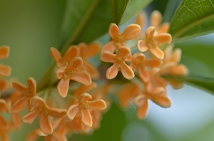 鉢植えのキンモクセイの苗の選び方、植え方、剪定方法！【趣味の園芸】