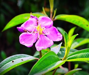 シコンノボタンの育て方と冬越し方法 ノボタンとの違いは 植物の栽培のはてな