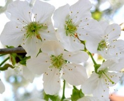 桜の鉢植えの育て方