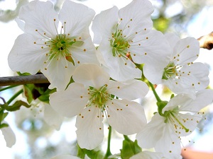 桜 鉢植えの育て方！冬に植えつけ