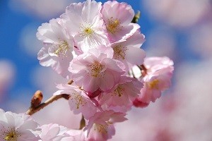 桜の育て方