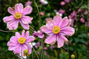 鉢植えのシュウメイギクの育て方！植え替え、株分け方法も