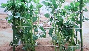 ソラマメ そら豆 の栽培 育て方 植物の栽培のはてな