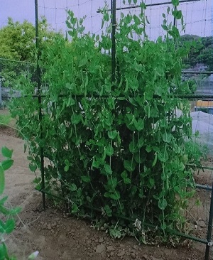 スナップエンドウ キヌサヤえんどうの栽培 育て方 植物の栽培のはてな