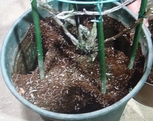 バラの部分植え替え