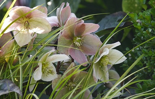 庭植えクリスマスローズの育て方 地植えの植え替え 株分け 植物の栽培のはてな