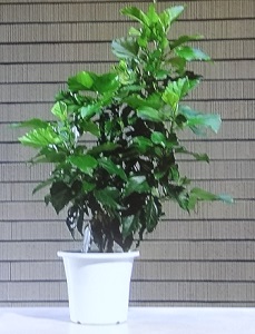 ハイビスカス 冬越し前に切り戻し剪定 植物の栽培のはてな