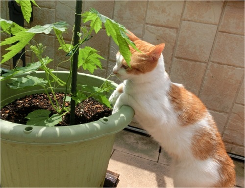 家庭菜園 プランター 初心者に秋におすすめの野菜5選 種から 植物の栽培のはてな