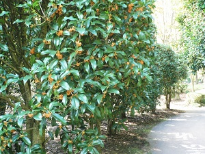 キンモクセイの育て方 剪定方法や花が咲かない理由 植物の栽培のはてな