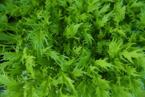 水菜　プランター菜園