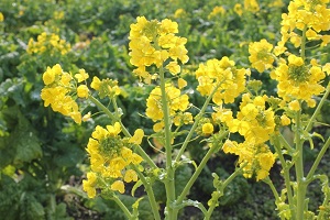 菜花 ナバナ 菜の花の栽培 育て方 植物の栽培のはてな