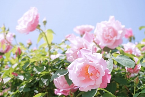 元気のないバラ 冬 剪定の前に植え替え方法 鉢植え編 植物の栽培のはてな