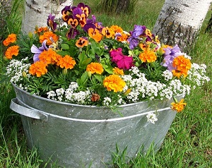 夏の暑さに強い花５選 ポーチュラカ ジニア ニチニチソウ 植物の栽培のはてな
