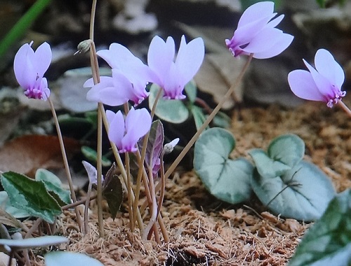 ガーデンシクラメンと原種シクラメンの違い 地植えの育て方 植物の栽培のはてな