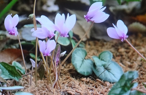 ガーデンシクラメンと原種シクラメンの違い 地植えの育て方 植物の栽培のはてな