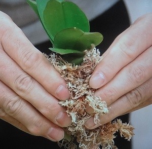 ミニ洋蘭の植え替え