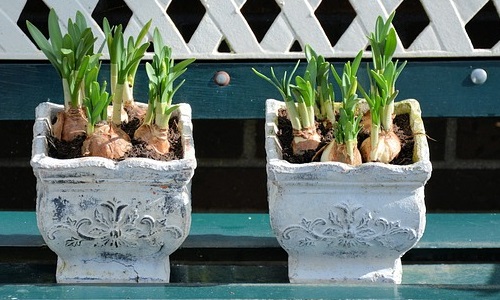 芽出し球根 で春に花を咲かせましょう 水仙 チューリップなど 植物の栽培のはてな