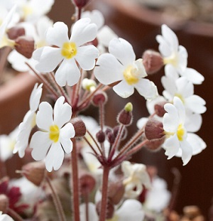 プリムラの種類と育て方 植え替えや肥料 花がら摘み 植物の栽培のはてな