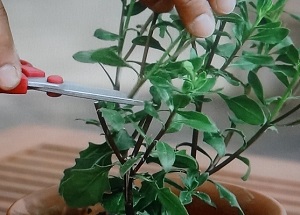 たくさん咲かせるオステオスペルマムの育て方 さし芽の方法も 植物の栽培のはてな