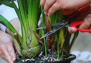 シンビジウム　花茎の付け根から切り取り