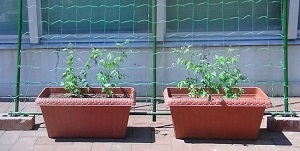 緑のカーテンにもなるフウセンカズラの育て方 プランターで 植物の栽培のはてな