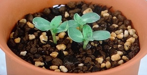 ヒマワリの育て方 プランターで早く咲かせる方法 植物の栽培のはてな