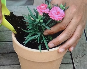 四季咲きカーネーション 秋からの育て方 鉢増し 植え替え 趣味の園芸 植物の栽培のはてな