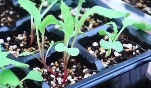コカブの育て方