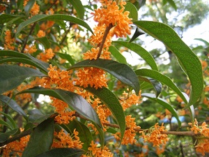 趣味の園芸 キンモクセイの花が咲かない原因は 植物の栽培のはてな