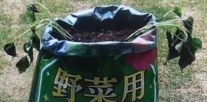 【趣味の園芸 やさいの時間】培養土の袋でサツマイモの育て方！深町貴子＆満里奈