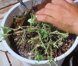 趣味の園芸 ペチュニアの育て方 秋にもう一度咲かせる方法 植物の栽培のはてな