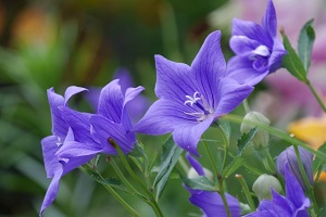 【趣味の園芸】キキョウのコケ玉の作り方！ききょうを楽しむ