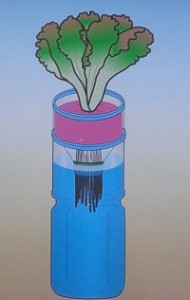 ペットボトルでリーフレタスを水耕栽培