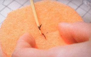 ペットボトルでリーフレタスを水耕栽培