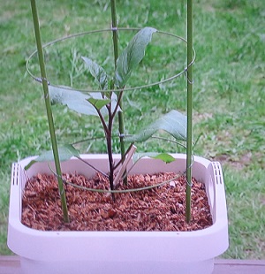 趣味の園芸 プランターで秋ナスの育て方（夏植え）！