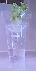 リボベジレタス