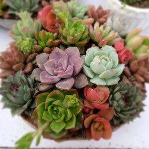 多肉植物