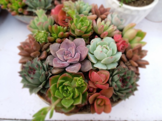 多肉植物